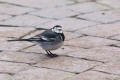 Pied Wagtail