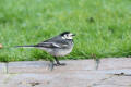 Pied Wagtail