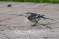 Pied Wagtail