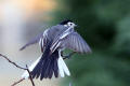 Pied Wagtail