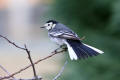 Pied Wagtail