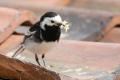 Pied Wagtail