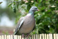 Wood Pigeon image from gardenbirdwatching.com