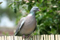 Wood Pigeon