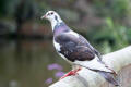 Feral Pigeon