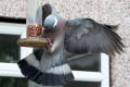 Wood Pigeon