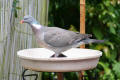 Wood Pigeon