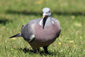 Wood Pigeon