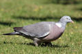 Wood Pigeon