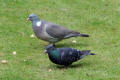 Feral and Wood Pigeon