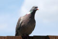 Wood Pigeon