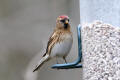 Redpoll image from gardenbirdwatching.com