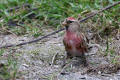 Redpoll