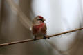 Redpoll