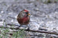 Redpoll