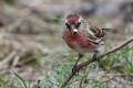 Redpoll