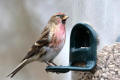 Redpoll