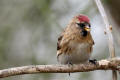 Redpoll