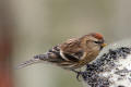 Redpoll