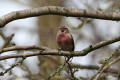 Redpoll