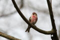 Redpoll