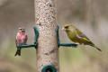 Redpoll and Greenfinch