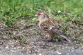 Redpoll