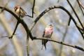 Redpoll