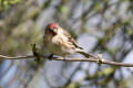 Redpoll