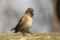 Redpoll