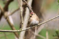 Redpoll