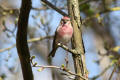 Redpoll