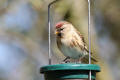 Redpoll