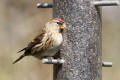 Redpoll