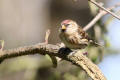 Redpoll