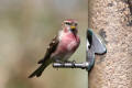 Redpoll image from gardenbirdwatching.com