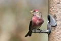 Redpoll