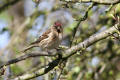 Redpoll