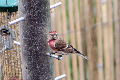 Redpoll