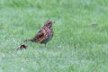 Redwing on the dewy grass