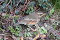 Redwing