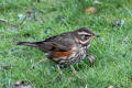 Redwing