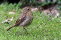 Young Robin