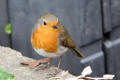 Robin