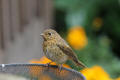 Juvenile Robin