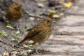 Juvenile Robin