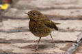 Juvenile Robin