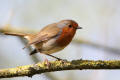 Robin