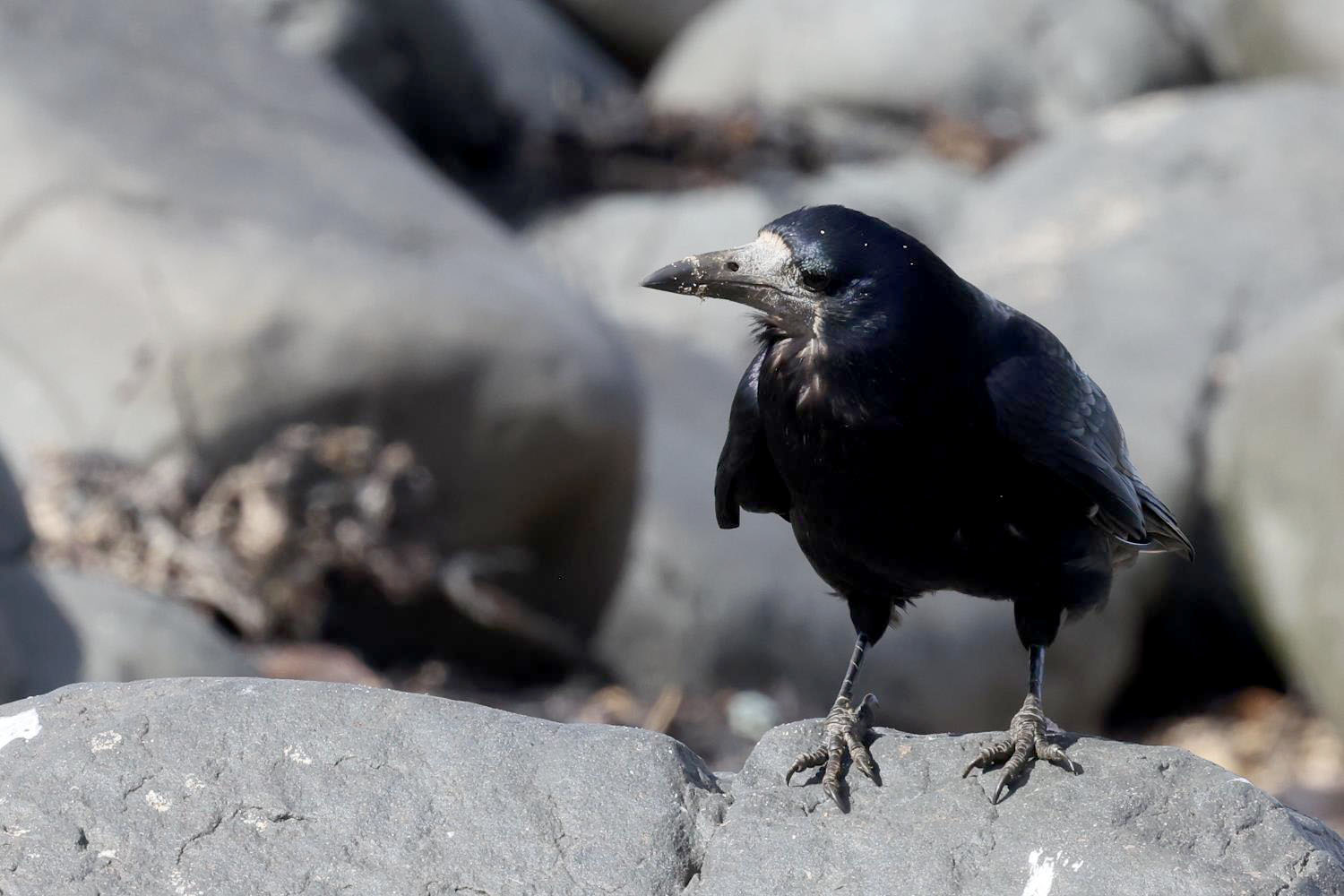 All about the Rook - GardenBird