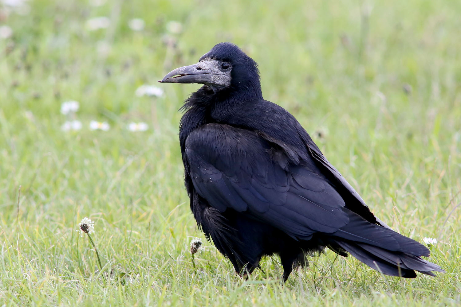 All about the Rook - GardenBird